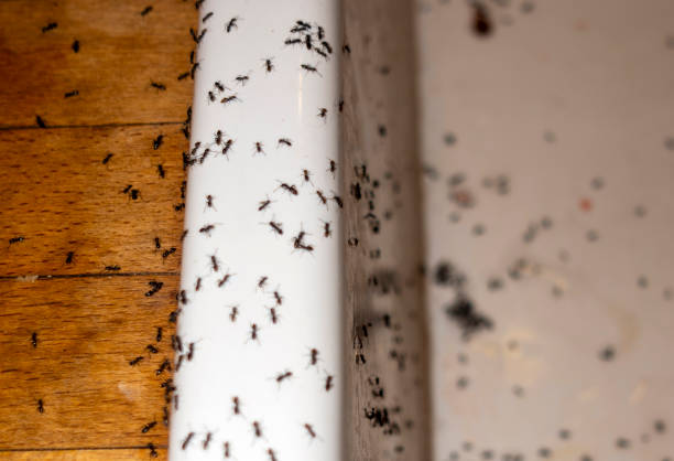 Best Spider Control Near Me  in Draper, UT